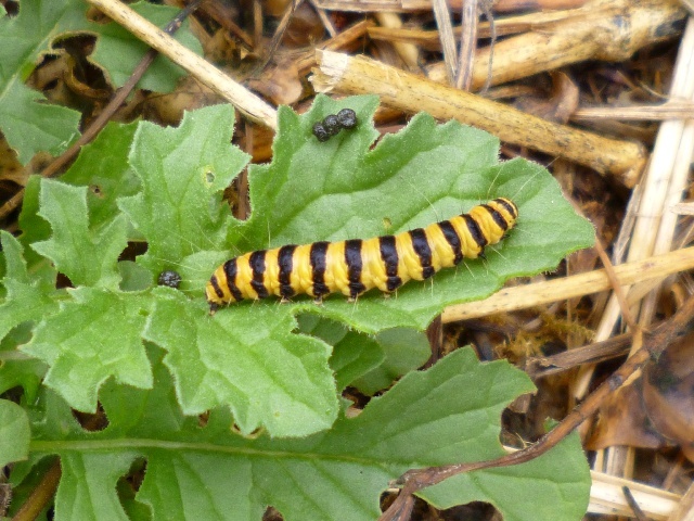 Cinnabar moth